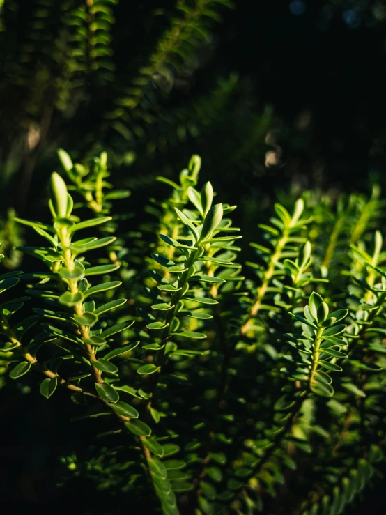 small trees splaying in the sun near each other