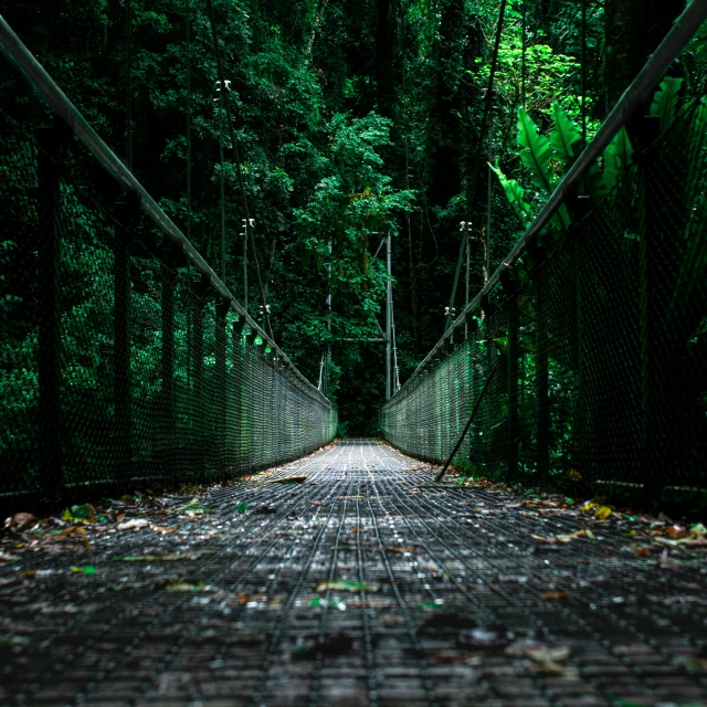 the pedestrian bridge is made out of several trees