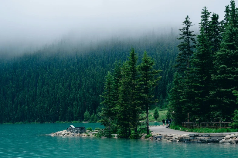 some trees are in front of a body of water