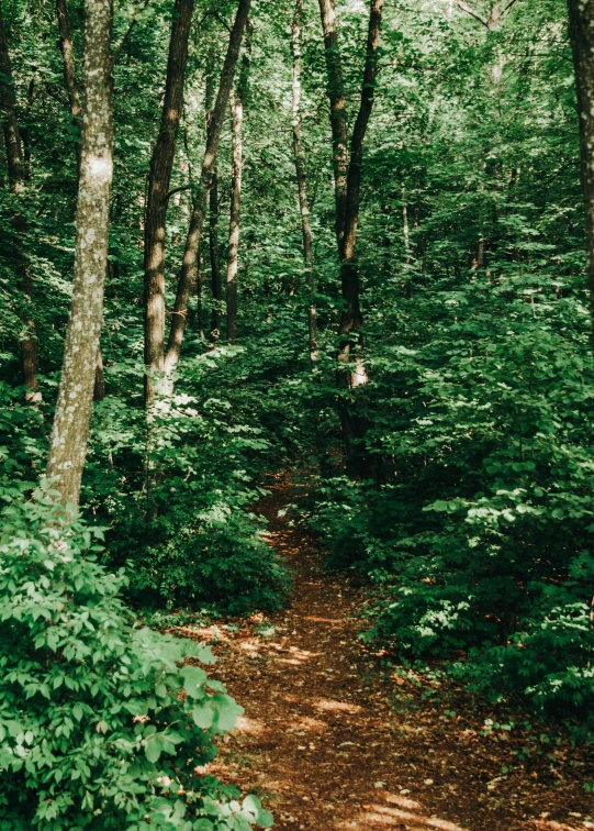 the path to the woods is lined with trees