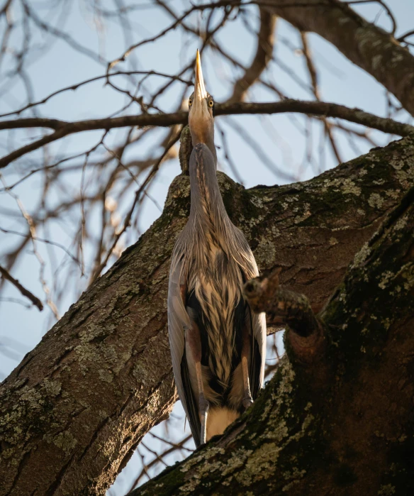 the large bird is perched on a tree