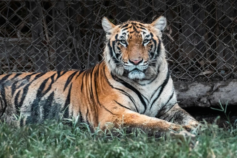 a tiger laying down in front of a metal fence