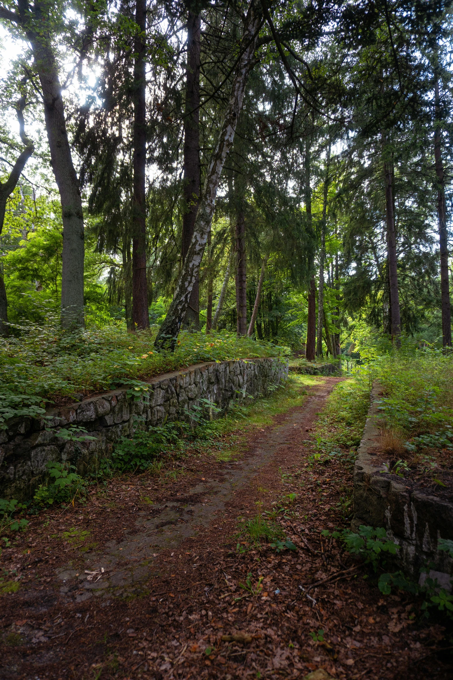 a road surrounded by lush green forest covered in leaves