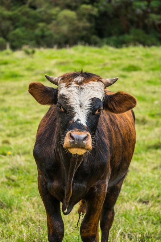 there is a brown cow that is standing in a field