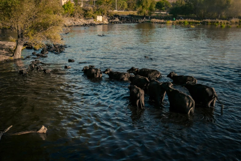 a herd of elephants sitting and drinking from a river