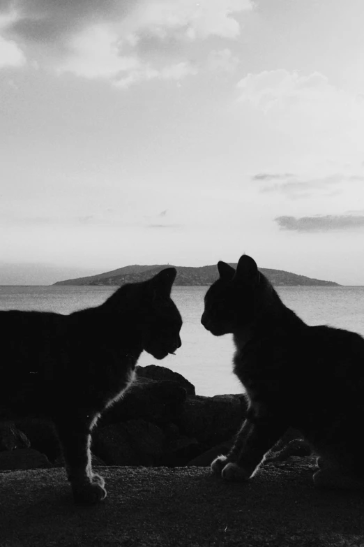 two cats walking together next to the water