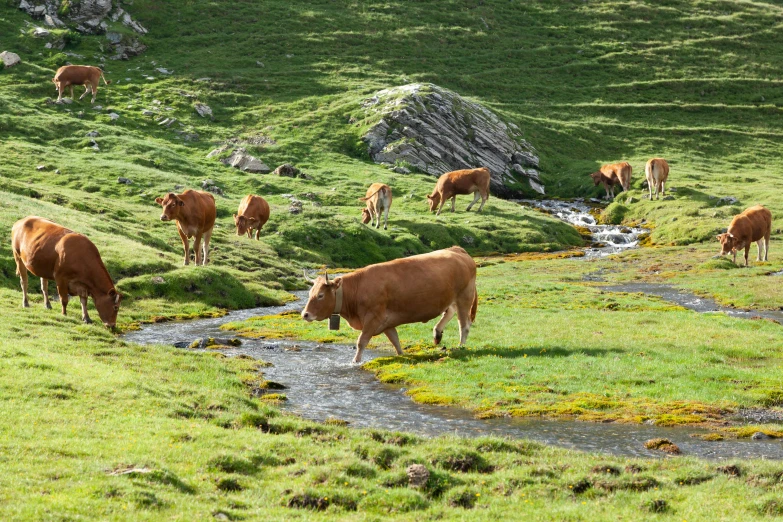 cows grazing in a green pasture next to a stream