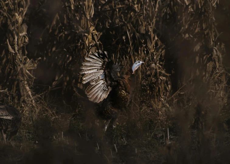 a turkey bird with it's wings outstretched in a field