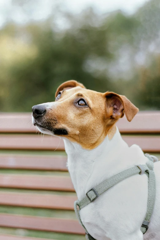 small brown and white dog standing next to a wooden bench