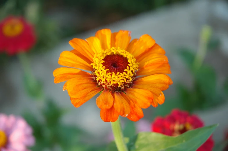 a flower sits in a green planter and yellow one is a pink red and orange
