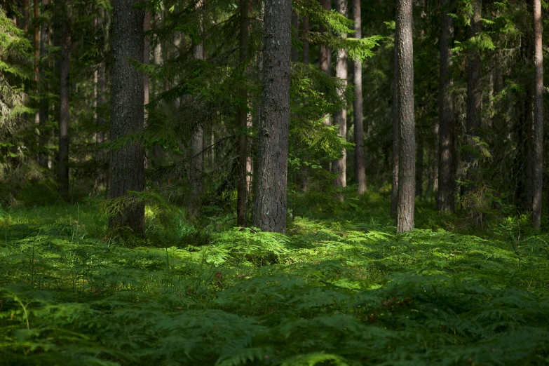 a dense, tree forest filled with ferns