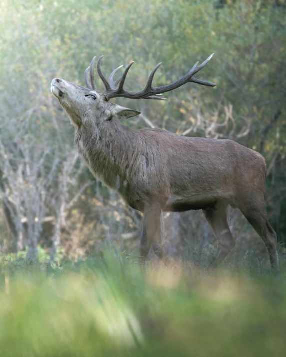 there is a very large animal standing in the woods