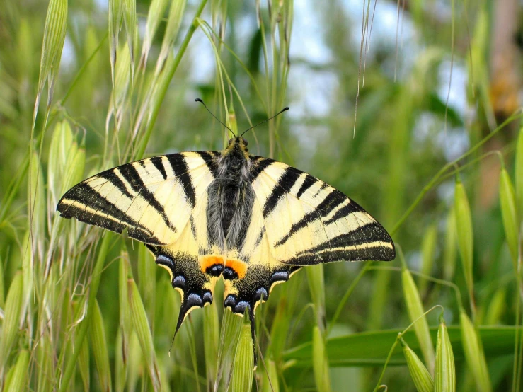 an image of a close up picture of an insect