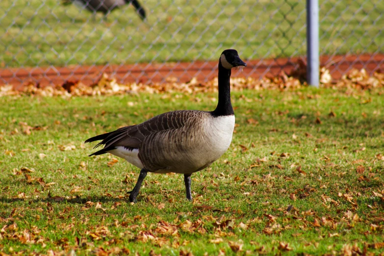 there is a large duck walking around a grassy area