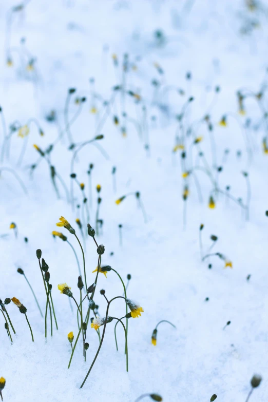 small yellow flowers are splayed on the snow