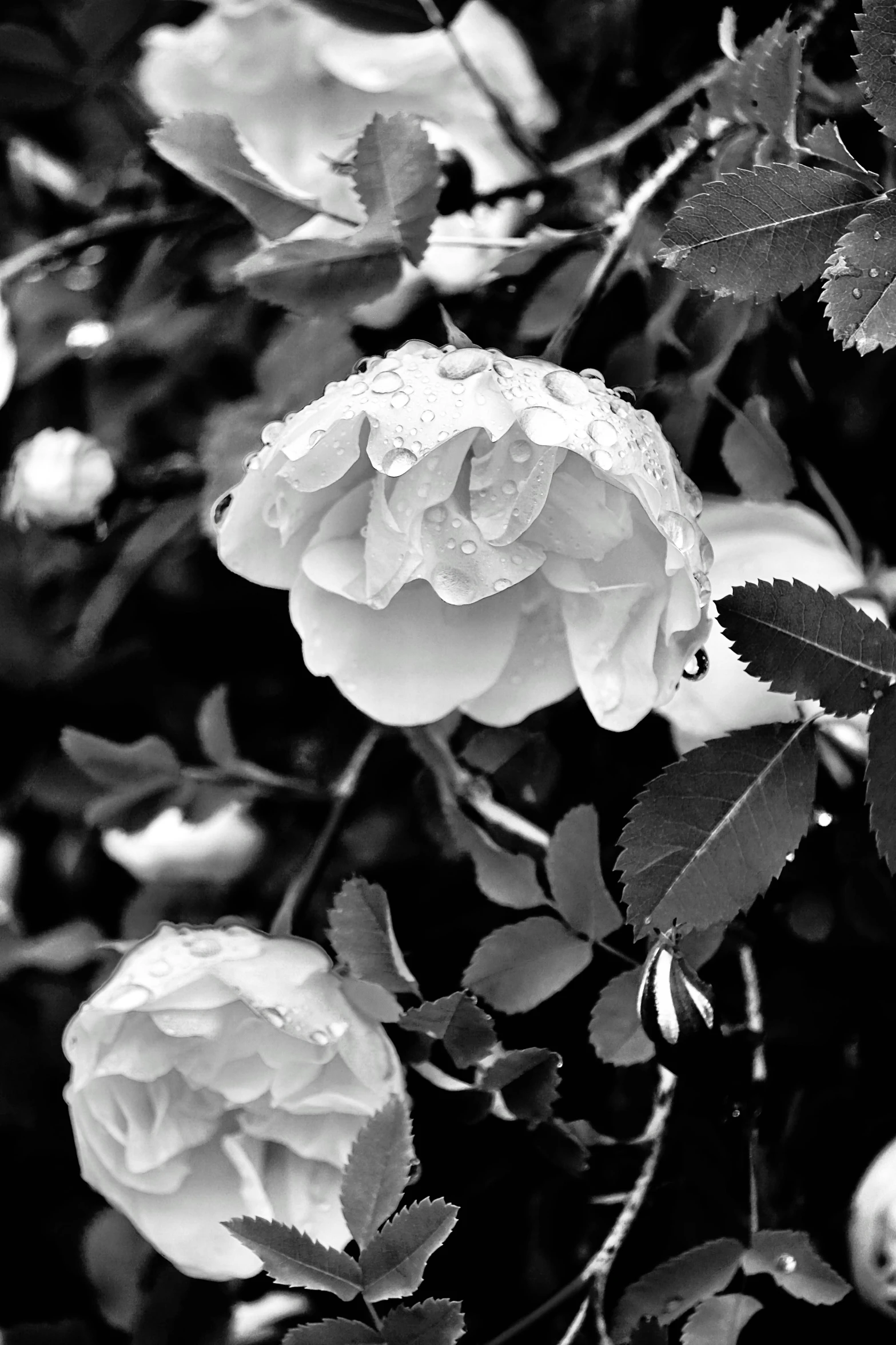 a beautiful pink rose in full bloom is on display