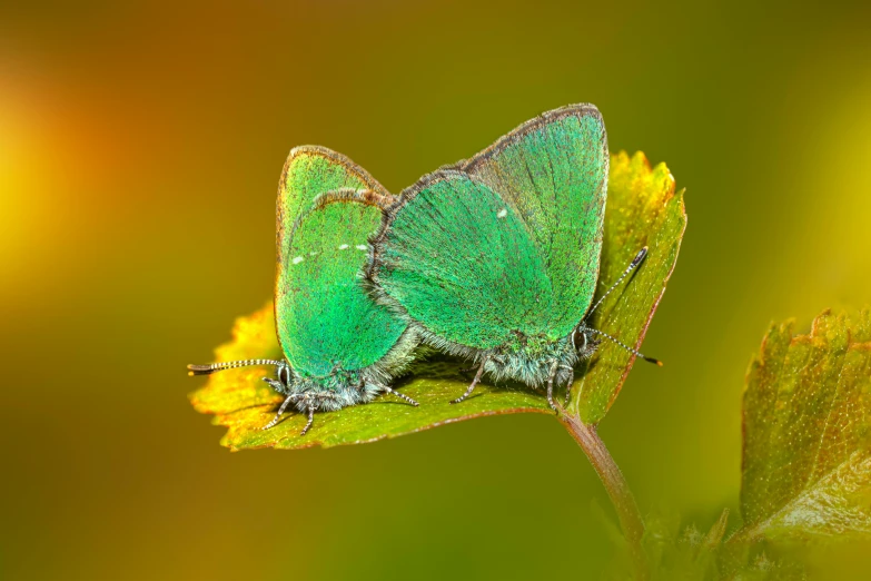 two erflies on a small leaf with yellow leaves