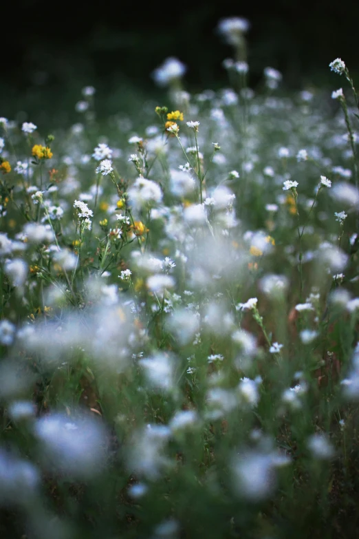 white flowers in a meadow of green grass