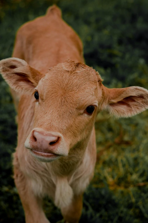 a baby cow looking up in a field