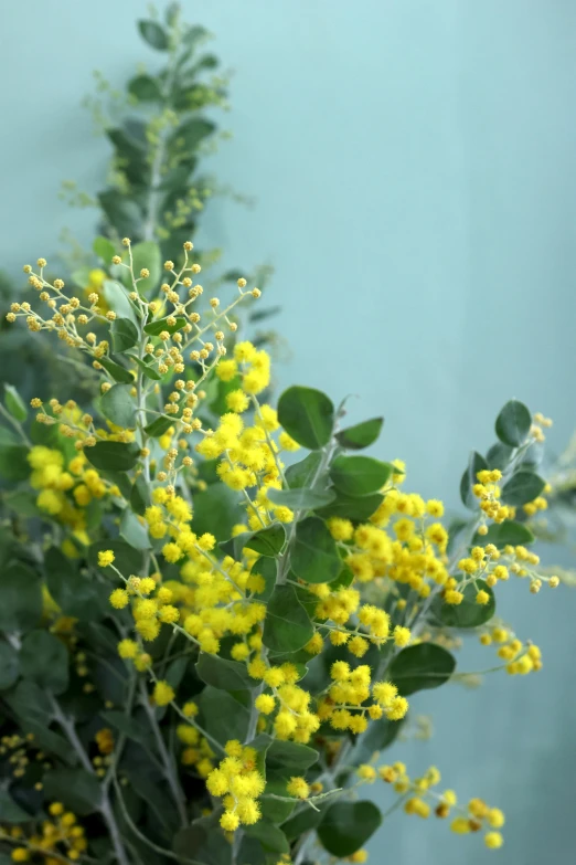 the small yellow flowers in front of the tree are almost as delicate as the background