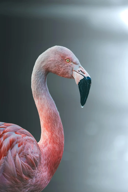 an image of a beautiful flamingo on black background