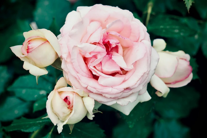 an old pink rose with multiple white petals