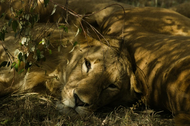 an image of a lion resting on the ground