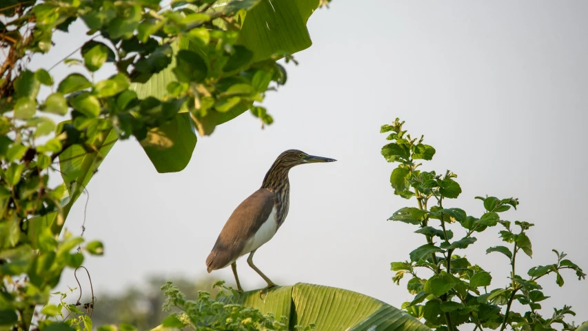 a small bird is sitting on top of a leaf