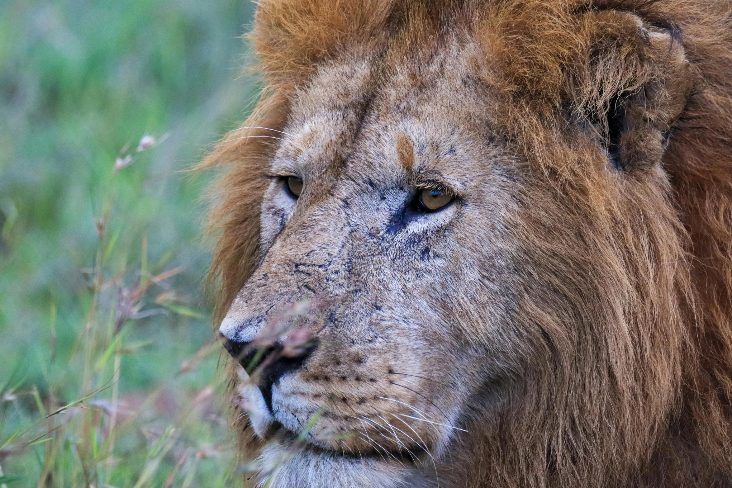 a very big furry animal sitting in the grass