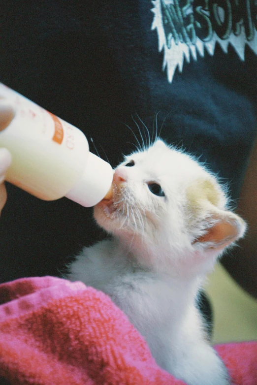 a white kitten drinking milk from a bottle