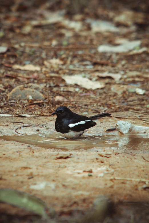 there is a small black and white bird in the mud