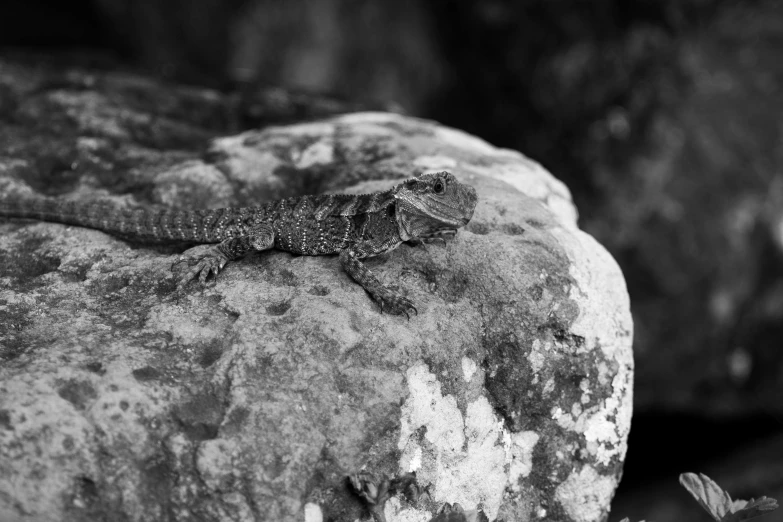 a lizard that is sitting on some rocks