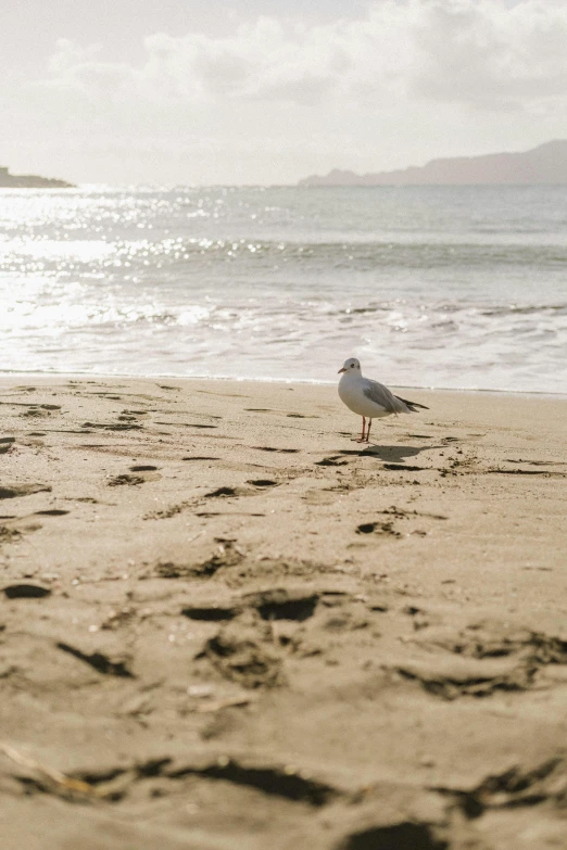 a bird sitting on the sand of a beach