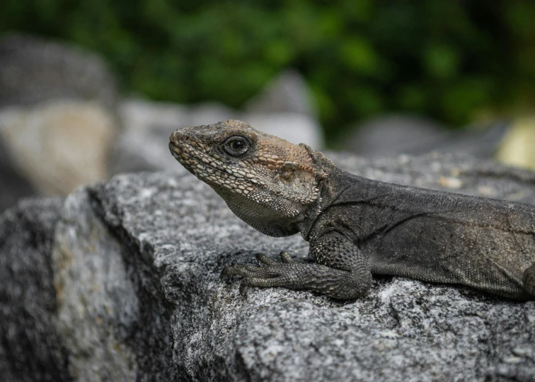 a large lizard is sitting on top of a rock