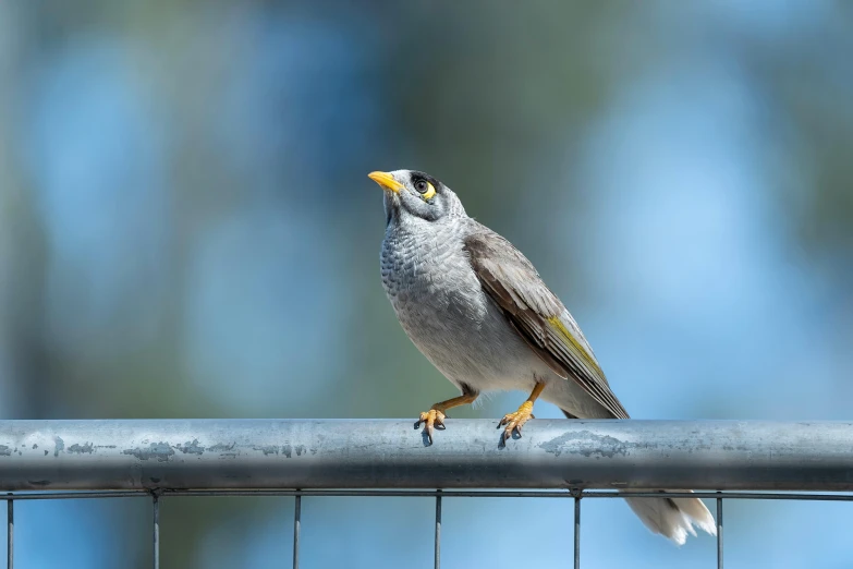 a small bird sitting on top of a wire fence