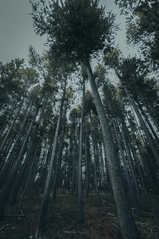 many different trees in the woods against a cloudy sky