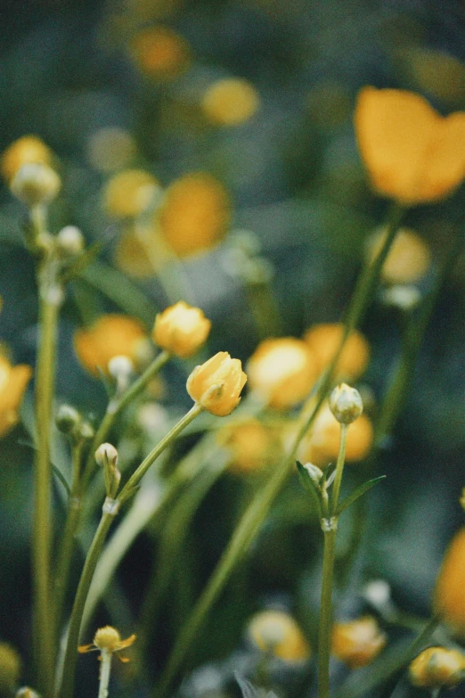 small yellow flowers growing in the forest