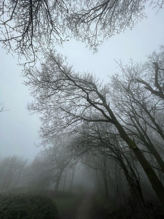 a road with trees and fog in the background