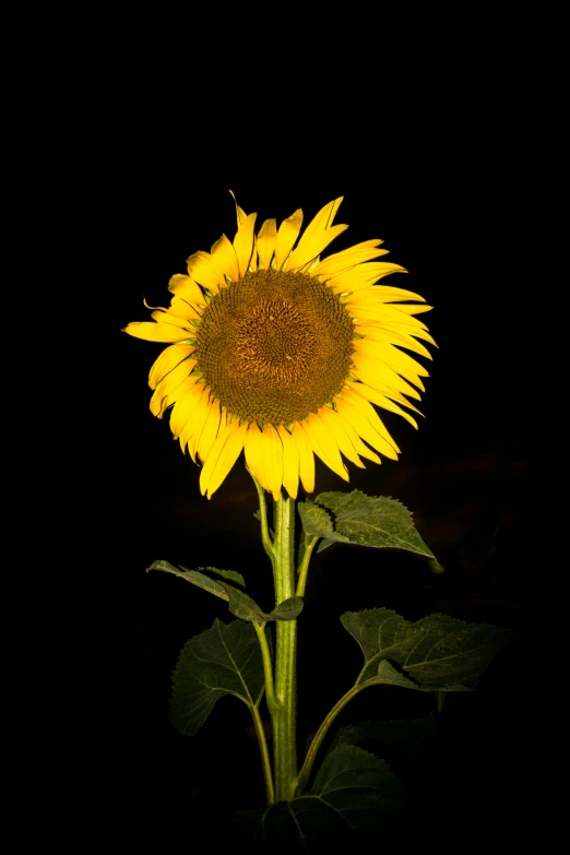 the back side of a yellow sunflower