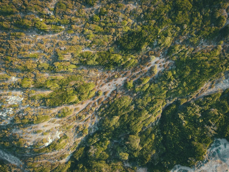 an aerial view of a forest with green and yellow foliage