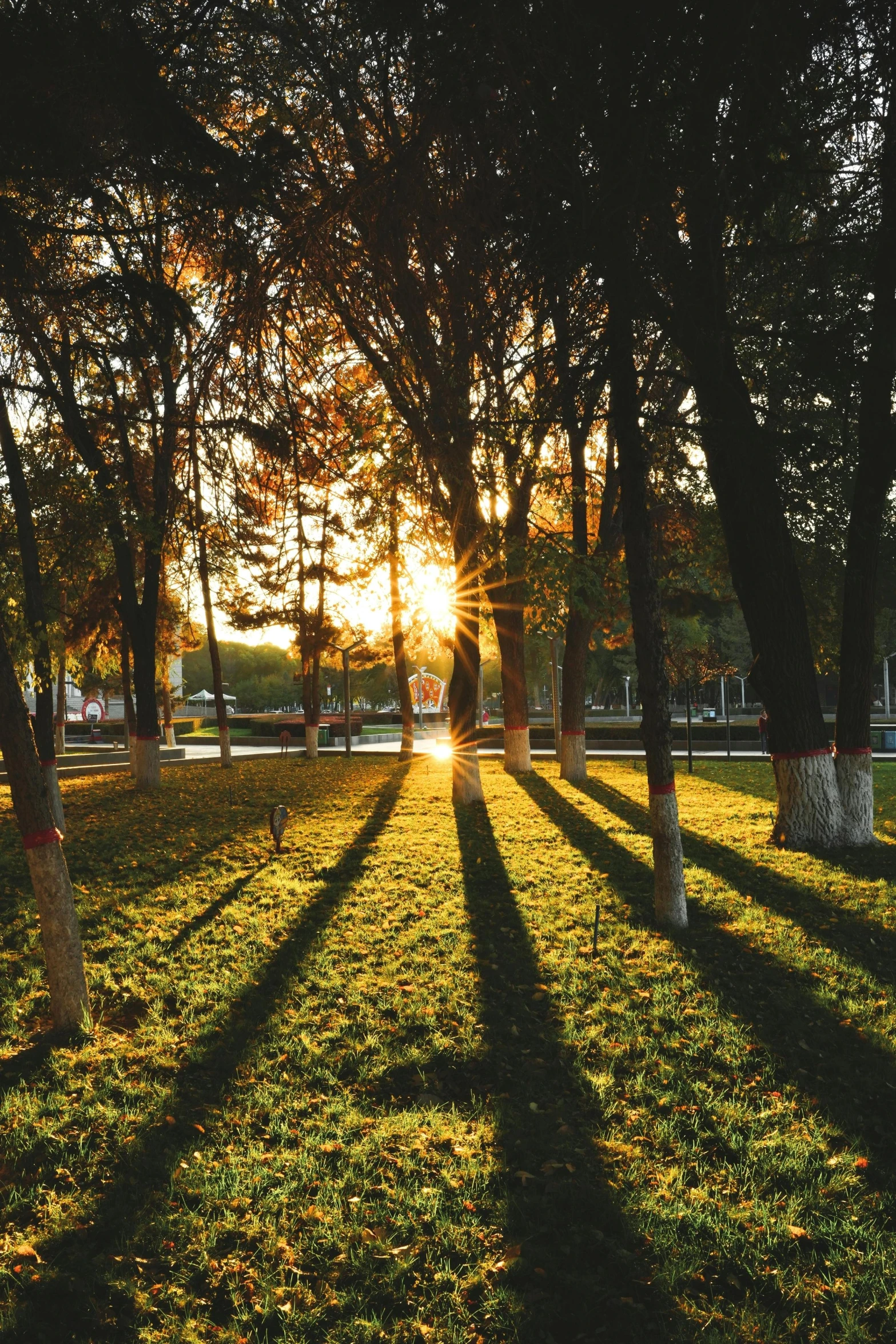 sun reflecting off the trees on a sunny day