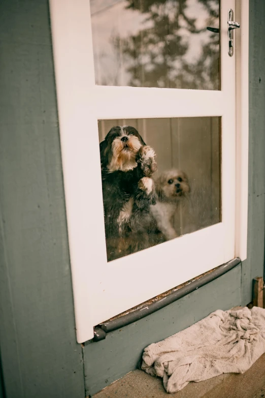 a dog looks through a window at its owner outside