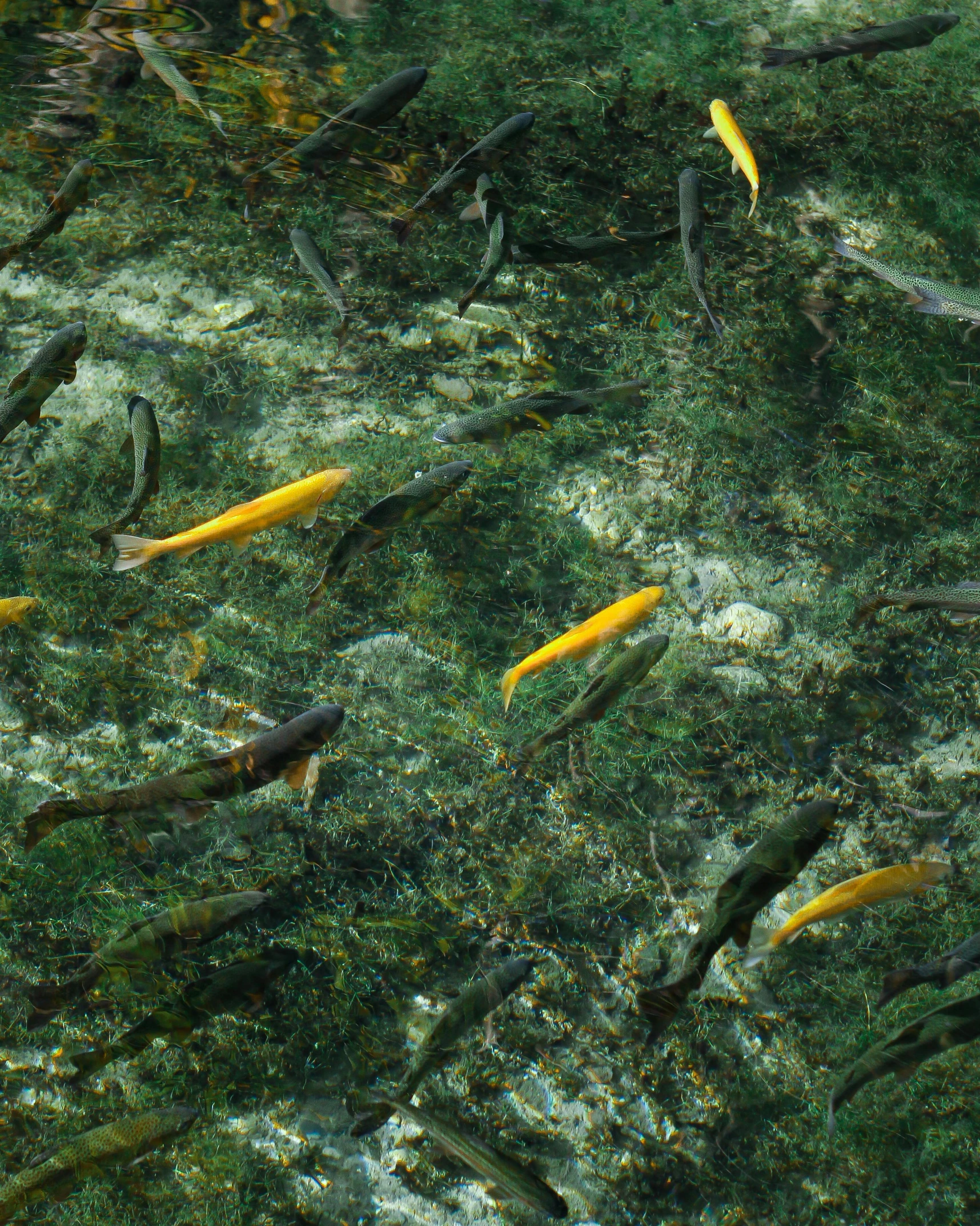 a river filled with lots of yellow and black fish