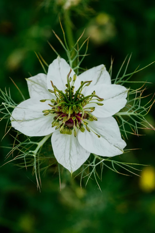 a single white flower that is standing up