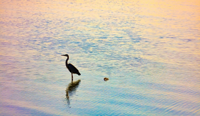 an heron stands in the middle of the ocean at sunset