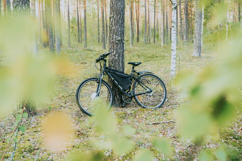 a bicycle is parked against the trunk of a tree in the woods