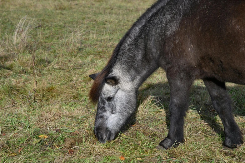 brown horse standing on a field eating grass