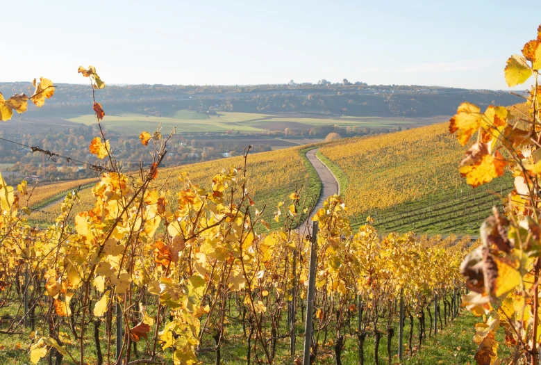 a vineyard at an autumn wine estate