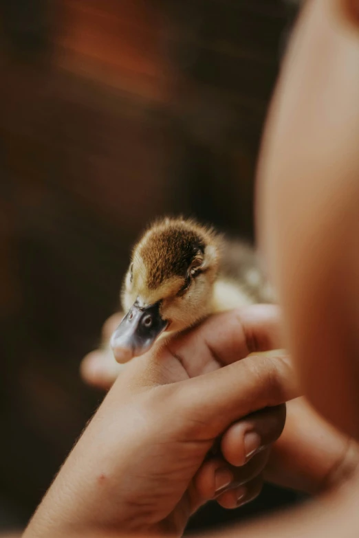 a small bird being held in the hand