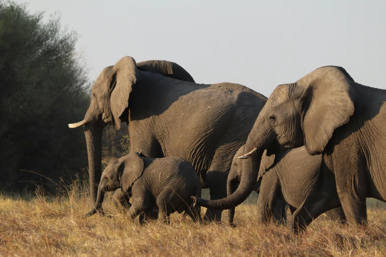 a herd of elephants are walking through the field